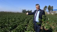 Çiftçi patatesi hasat ederken AKP de çiftçiyi hasat ediyor”