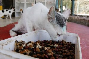 Kurtardığı sokak kedisini sahiplendi