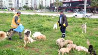 Lokantalar kapandı, sokak hayvanlarına Seyhan kucak açtı