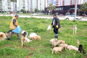 Lokantalar kapandı, sokak hayvanlarına Seyhan kucak açtı