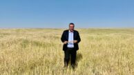 Kıraç arazide Buğday üretiminde vahim tablo!