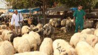 Seyhan’dan ücretsiz kurban kesimi