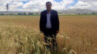 TMO yerli buğday alımında yok, ithalde var.