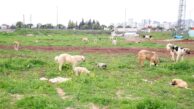 SOKAK CANLILARI SEYHAN BELEDİYESİ’NE EMANET