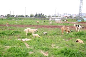 SOKAK CANLILARI SEYHAN BELEDİYESİ’NE EMANET