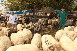 KURBANLIK ALIRKEN NELERE DİKKAT EDİLMELİ?