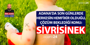 Adanalının sinek problemi neden bitmiyor?