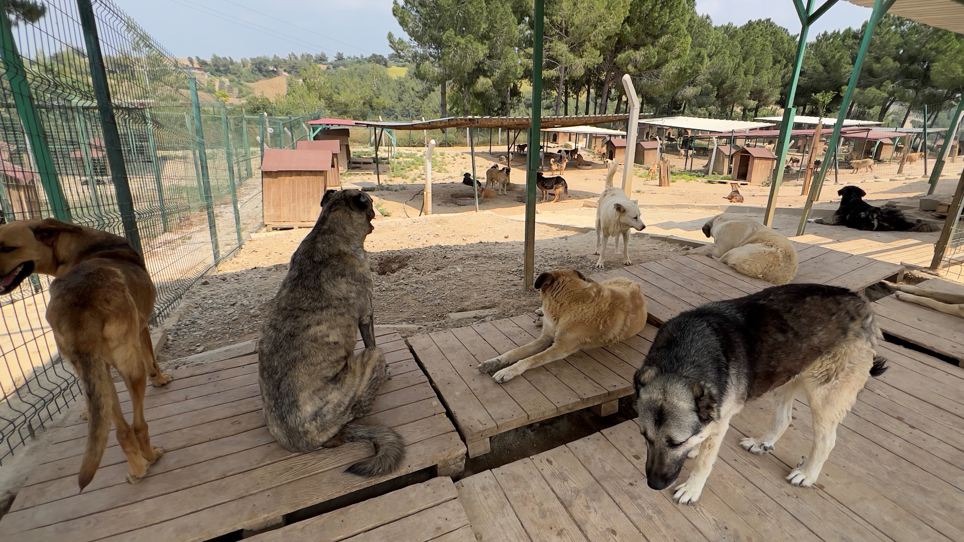 Adana BŞB Sokak Hayvanları Bakımevi Türkiye’nin en modern hayvan bakım tesislerinden biri