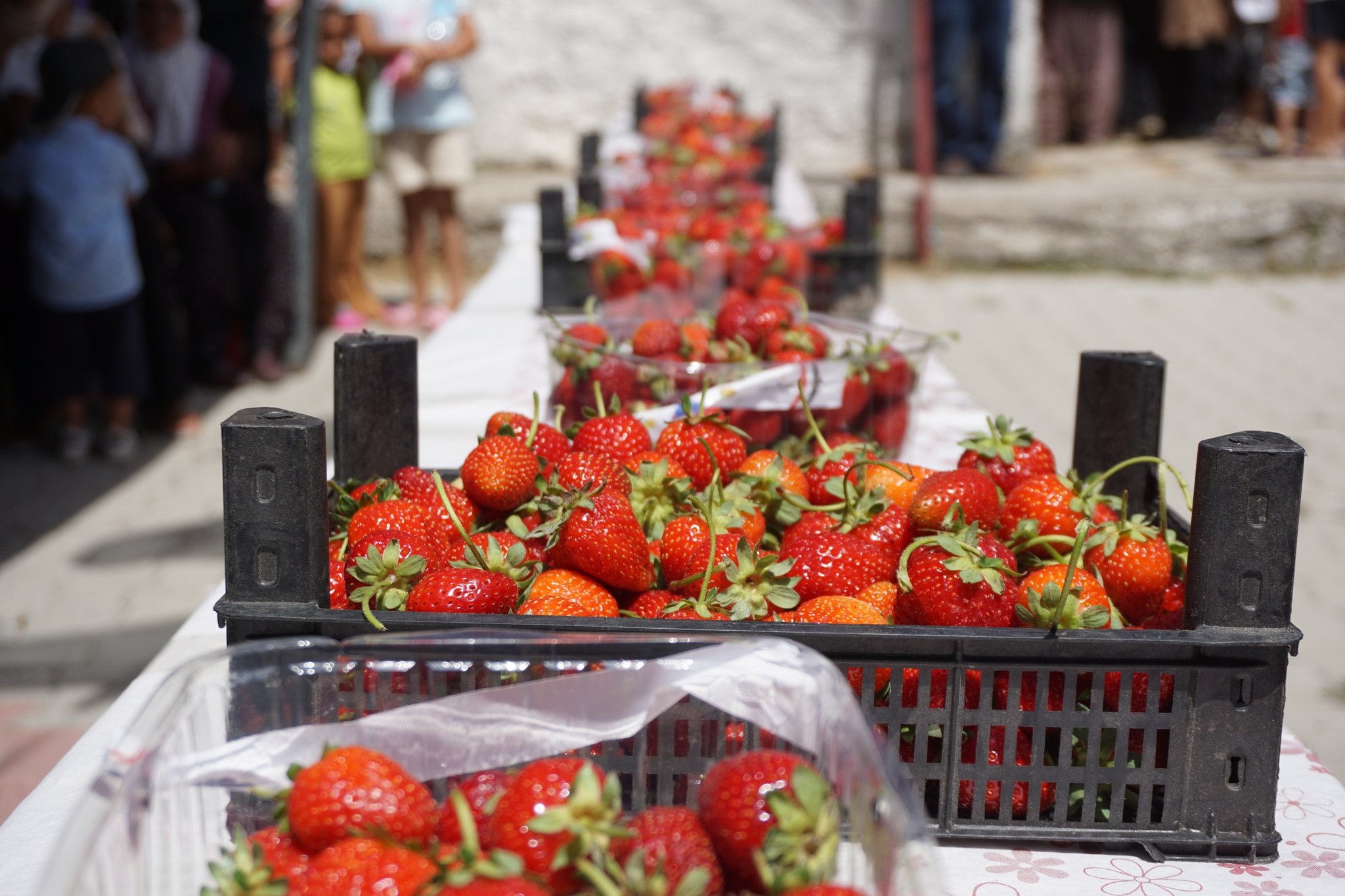 Coğrafi Tescil Belgesi Alan Pozantı Çileği’nin Festivali Yapıldı