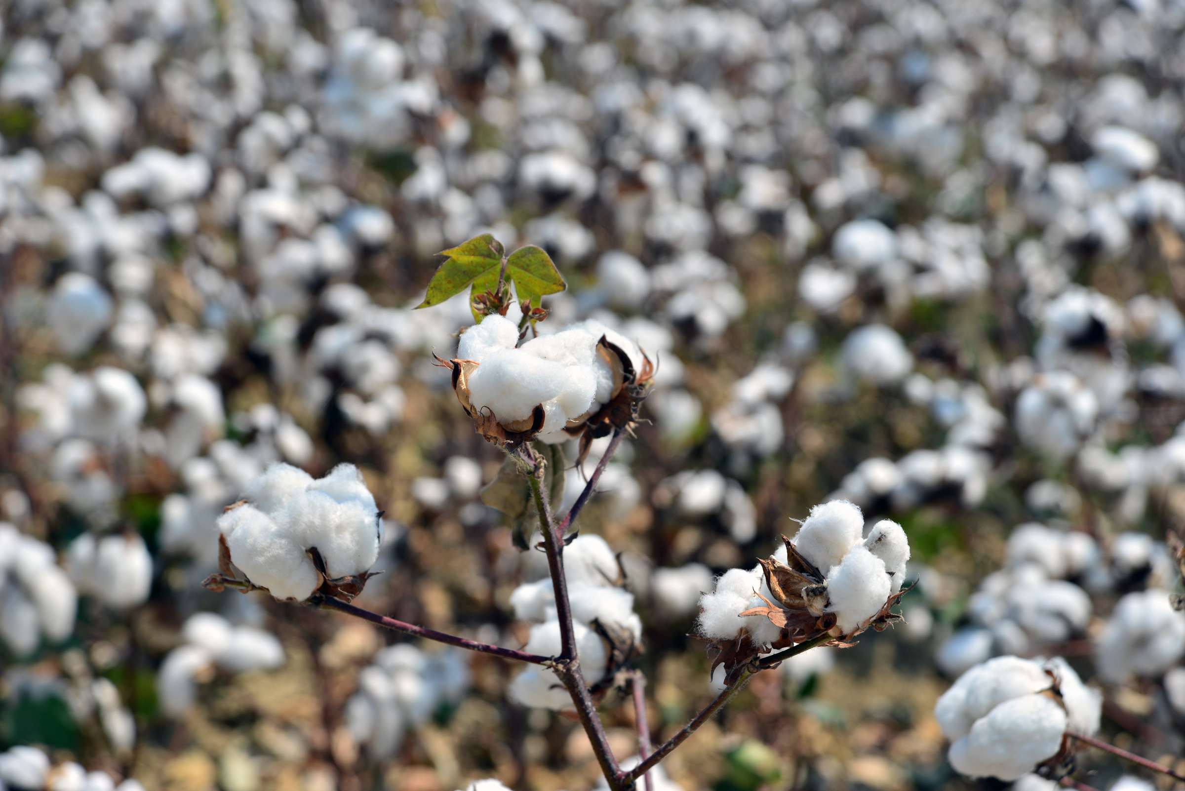 KORKUT: KÜTLÜ PAMUK FİYATI 29,34 TL’NİN ALTINDA OLMAMALI