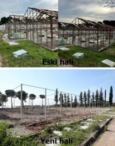 Çukurova’nın Narenciye Gen Kaynakları Yenileniyor
