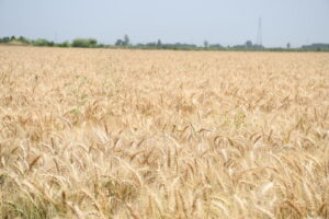 Ayhan Barut’tan buğday için en az 15 lira çağrısı