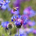 “TARIMDA KONTROLSÜZ İLAÇLAMAYA DUR DİYELİM, ÇÜNKÜ ARILAR VARSA BİR GELECEĞİMİZ VAR!”