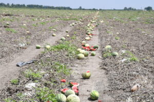 Ayhan Barut’tan su çağrısı