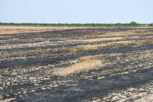 “Anız yangınları felakete neden oluyor”