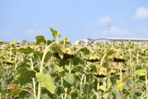 “Ayçiçeğinde gümrük vergisini düşürüp yine ithalata yöneldiler”