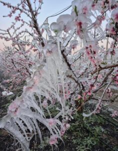 Don meyva ve sebzeyi vurdu