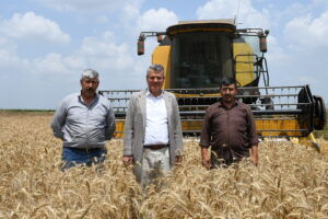 “Buğday rekoltesinde korkutan düşüş”