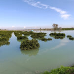 ÇUKUROVA TARIMI 2026’DA AŞIRI YAĞIŞLARIN BASKISI ALTINDA