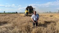 ÇUKUROVA’DA HASAT KAPIDA,ÇİFTÇİ TETİKTE: “BUĞDAYDA BELİRSİZLİK BİTSİN!”
