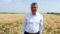 Ayhan Barut’tan buğdayda alım fiyatı çağrısı