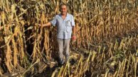 MISIRDA EN AZ 17 TL, AYÇİÇEĞİNDE 40 TL ALIM FİYATI AÇIKLANMALI