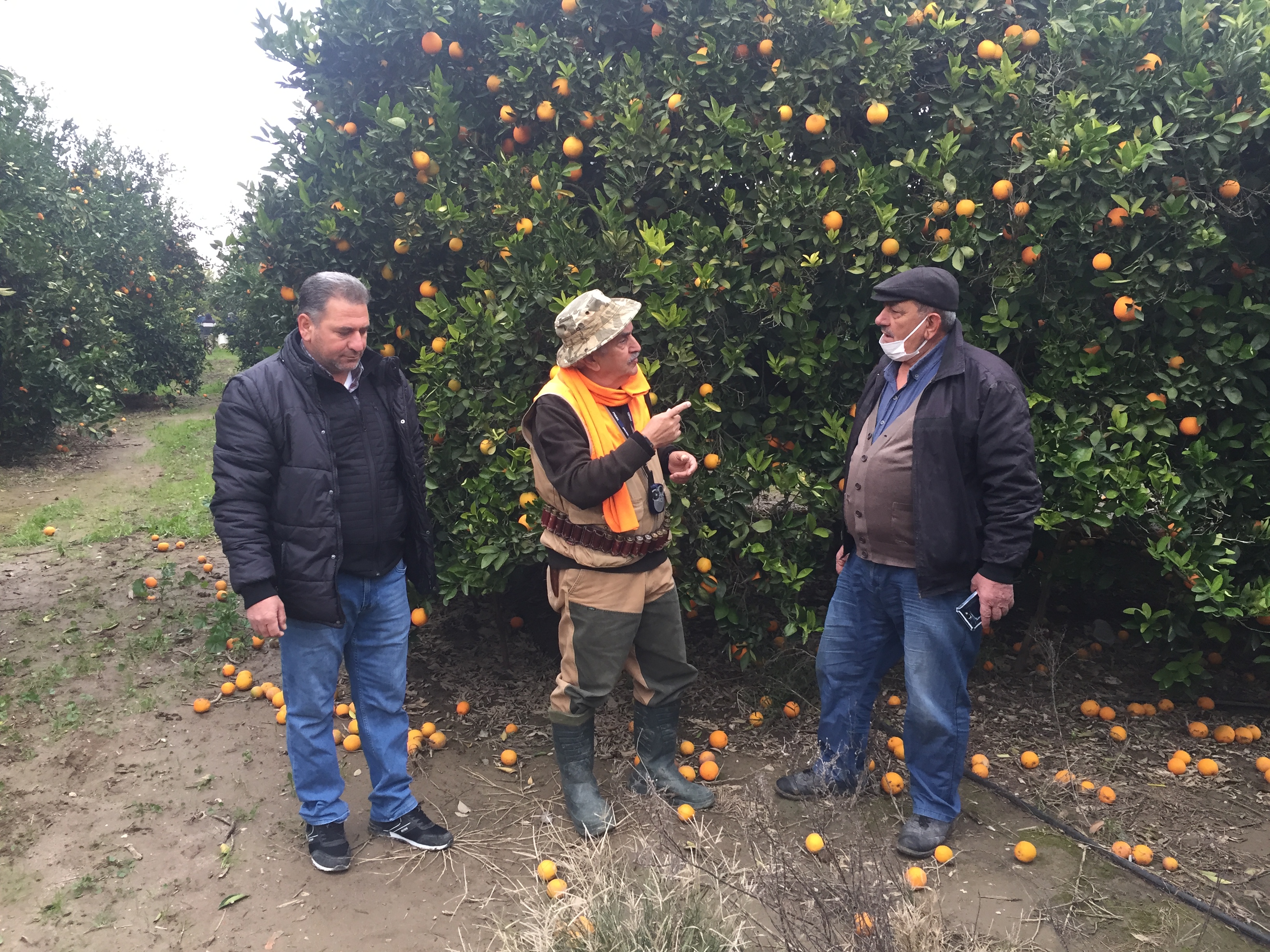 DOMUZLAR ADANALI ÇİFTÇİLERİ CANLARINDAN BEZDİRDİ