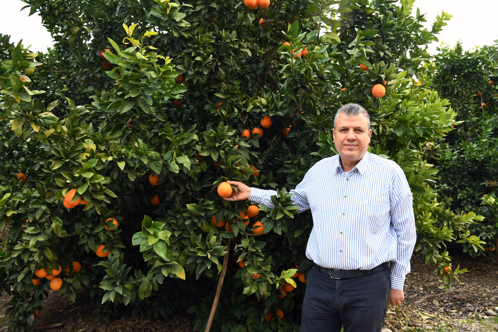 Ayhan Barut, narenciye ihracatındaki 28 katlık fiyat farkını Meclis gündemine taşıdı