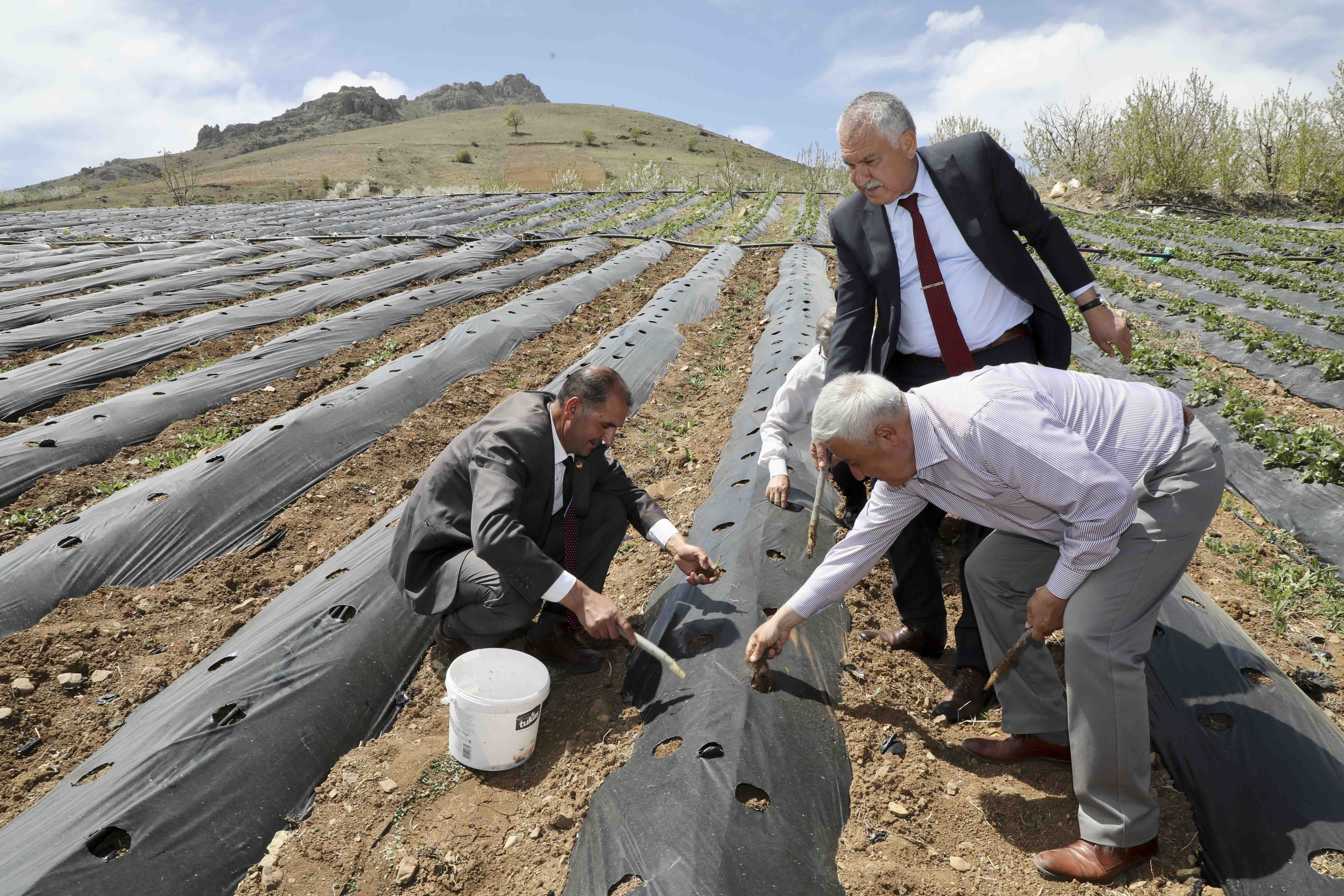 Başkan Zeydan Karalar, “Kadınlarımız çile çekmesin, çilek eksin, mutlu olsun.”﻿