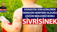 Adanalının sinek problemi neden bitmiyor?
