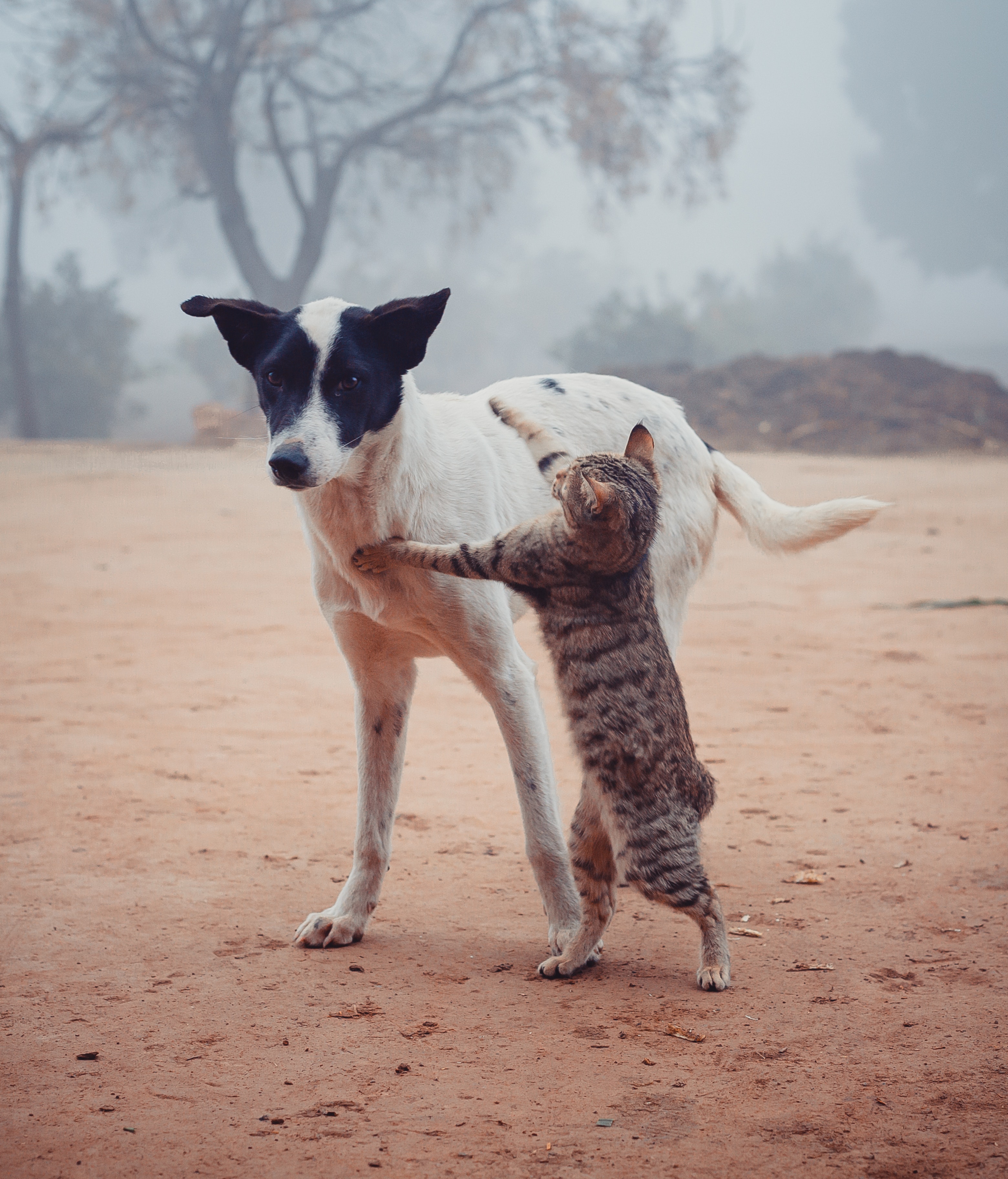 Şaştık Kaldık! Petshoplar Kasaplar odasına Bağlandı.