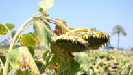 Ayçiçeği üreticilerine fiyat şoku