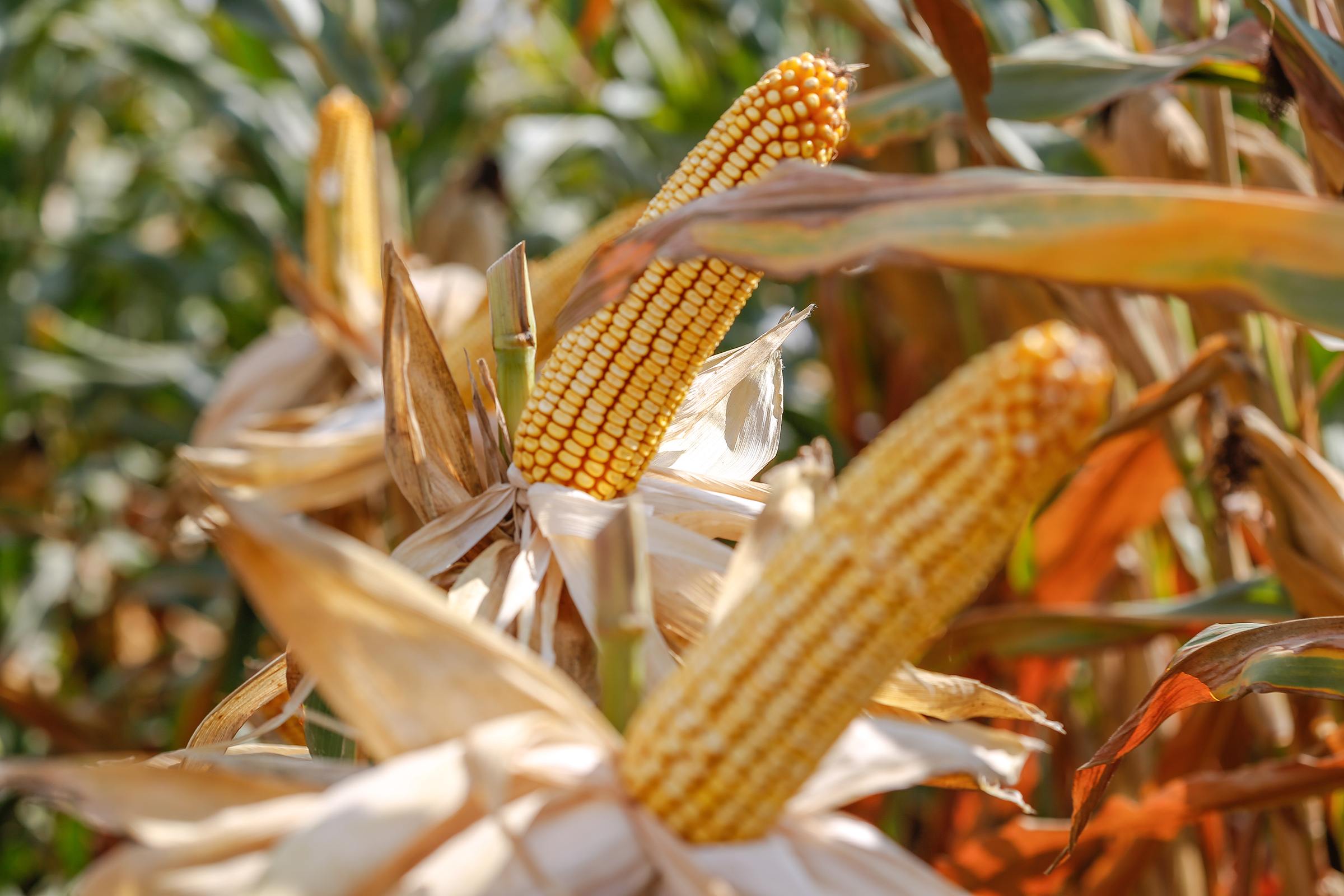 KORKUT: MISIR FİYATI EN AZ 7 TL/KG OLMALI