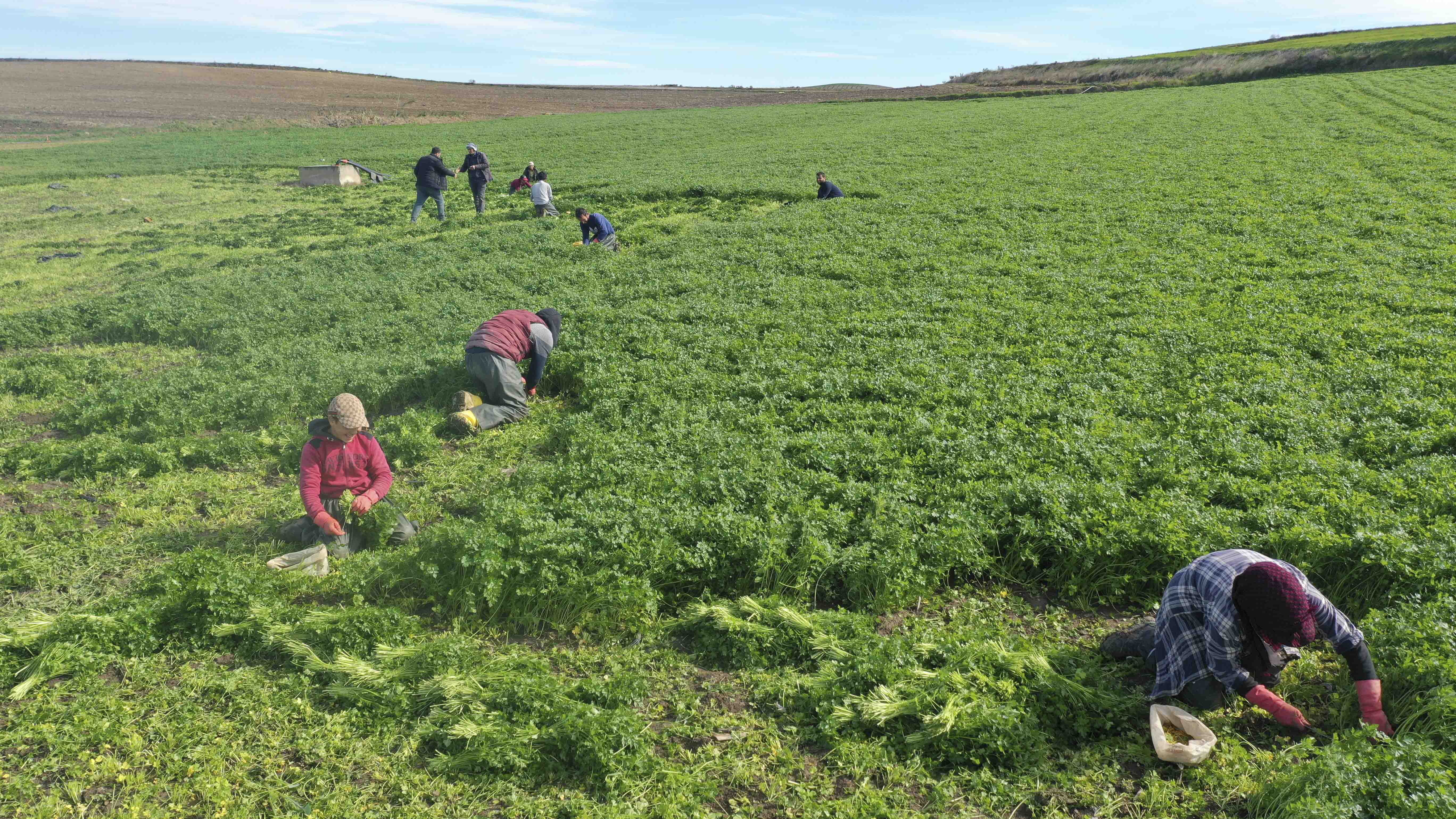 Meryem Kadın Kooperatifi harıl harıl çalışıyor, üreticiyi destekliyor