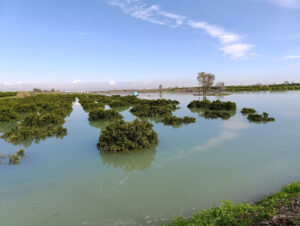 ÇUKUROVA TARIMI 2026’DA AŞIRI YAĞIŞLARIN BASKISI ALTINDA