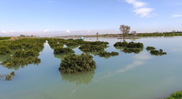 ÇUKUROVA TARIMI 2026’DA AŞIRI YAĞIŞLARIN BASKISI ALTINDA