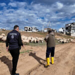 SARIÇAM’DA KENT ESTETİĞİNİ BOZAN HAYVANCILIK YAPILARI TAŞINIYOR