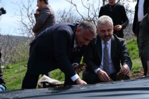 Pozantılı üreticiye 900 bin çilek fidesi daha dağıtıldı