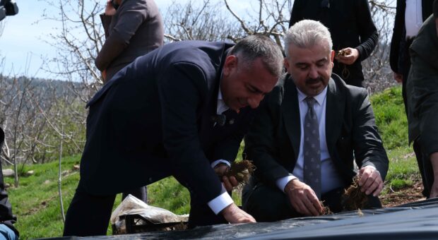 Pozantılı üreticiye 900 bin çilek fidesi daha dağıtıldı