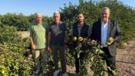 Adana’da limon ağaçları kökünden kesildi, çiftçiler isyan etti