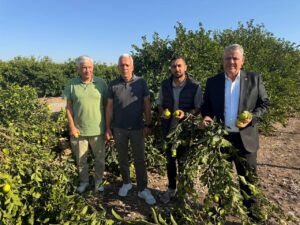 Adana’da limon ağaçları kökünden kesildi, çiftçiler isyan etti