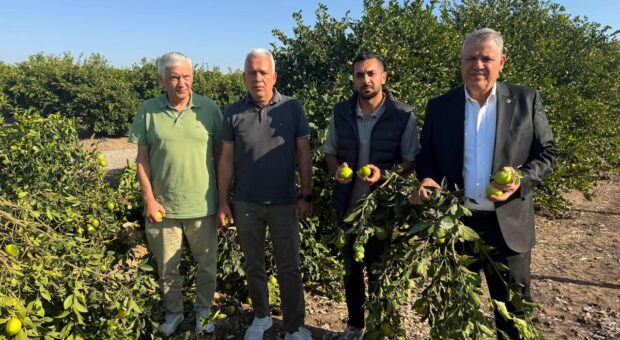 Adana’da limon ağaçları kökünden kesildi, çiftçiler isyan etti